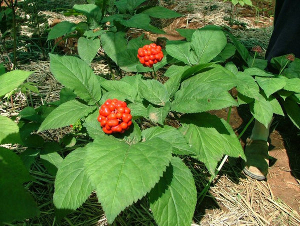 Siberian Ginseng